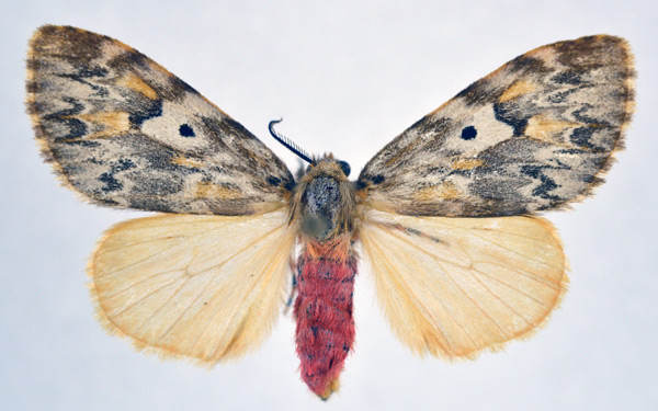 /filer/webapps/moths/media/images/F/flavinotata_Rhypopteryx_AF_NHMO.jpg