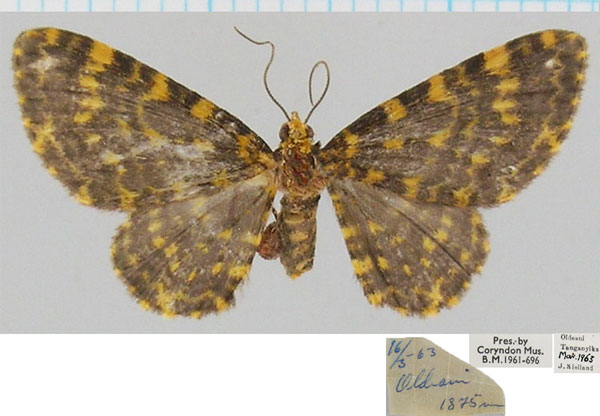 /filer/webapps/moths/media/images/F/flaviornata_Chloroclystis_AF_BMNH.jpg