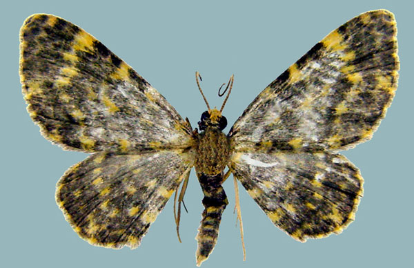 /filer/webapps/moths/media/images/F/flaviornata_Chloroclystis_AM_ZSMa.jpg