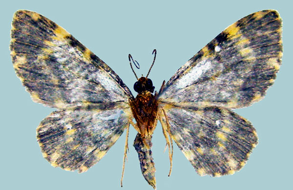 /filer/webapps/moths/media/images/F/flaviornata_Chloroclystis_AM_ZSMb.jpg