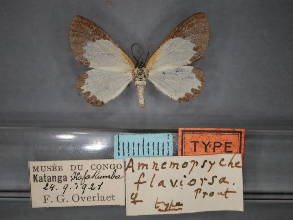 /filer/webapps/moths/media/images/F/flaviorsa_Terina_HT_RMCA_01.jpg