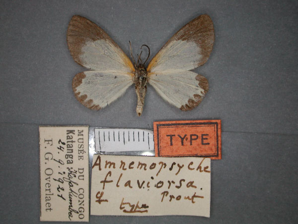/filer/webapps/moths/media/images/F/flaviorsa_Terina_HT_RMCA_02.jpg