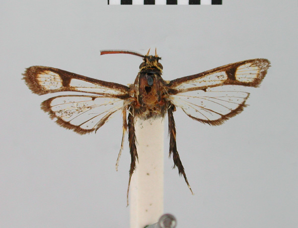 /filer/webapps/moths/media/images/F/flavipalpis_Synanthedon_HT_BMNH.jpg