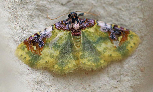 /filer/webapps/moths/media/images/F/flavipars_Enispa_A_Voaden.jpg