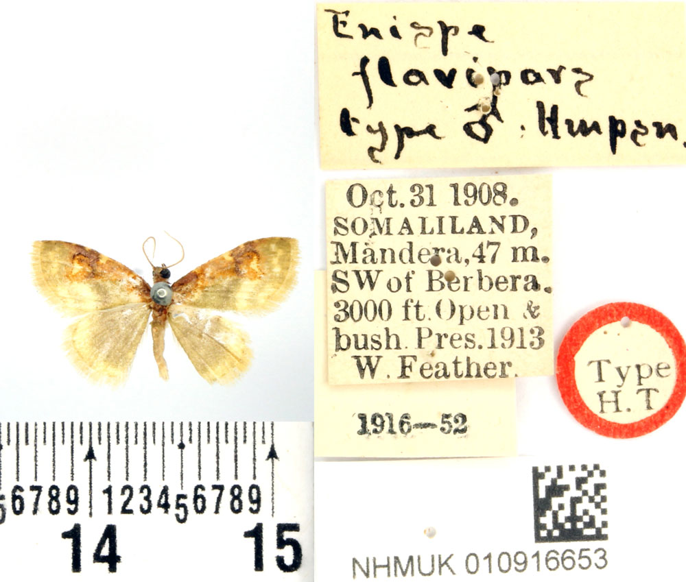 /filer/webapps/moths/media/images/F/flavipars_Enispa_HT_BMNH.jpg