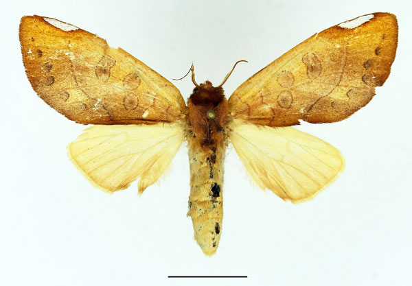 /filer/webapps/moths/media/images/F/flavipennis_Janthinisca_AM_Basquin_01.jpg