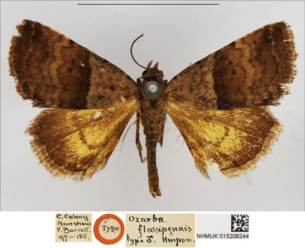/filer/webapps/moths/media/images/F/flavipennis_Ozarba_HT_NHMUK.jpg