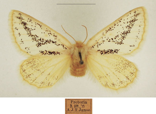 /filer/webapps/moths/media/images/F/flavipennis_Phiala_AF_TMSA_01.jpg
