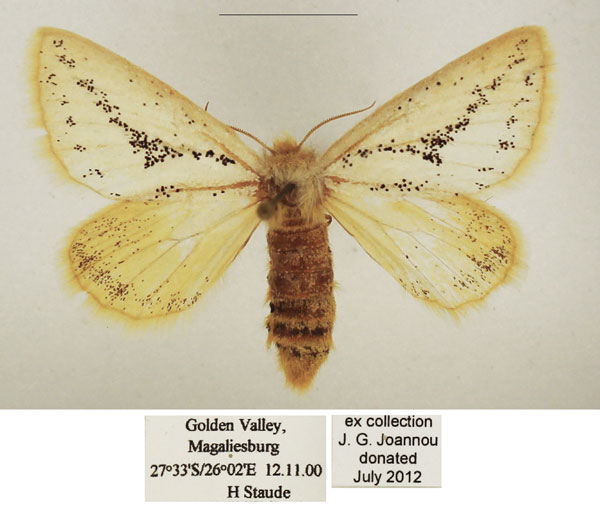 /filer/webapps/moths/media/images/F/flavipennis_Phiala_AF_TMSA_02.jpg