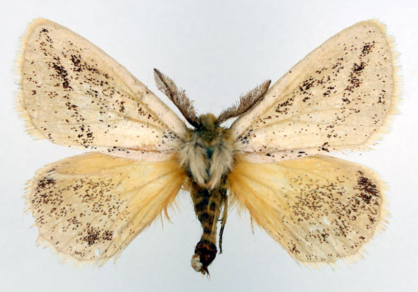 /filer/webapps/moths/media/images/F/flavipennis_Phiala_AM_Basquin_01.jpg