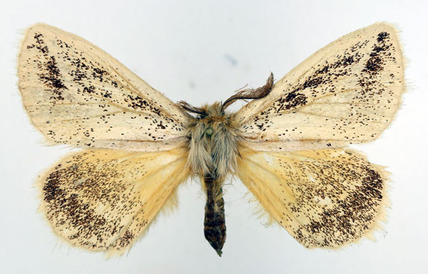 /filer/webapps/moths/media/images/F/flavipennis_Phiala_AM_Basquin_02.jpg