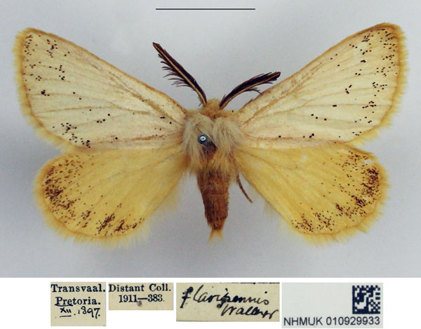 /filer/webapps/moths/media/images/F/flavipennis_Phiala_AM_NHMUK.jpg