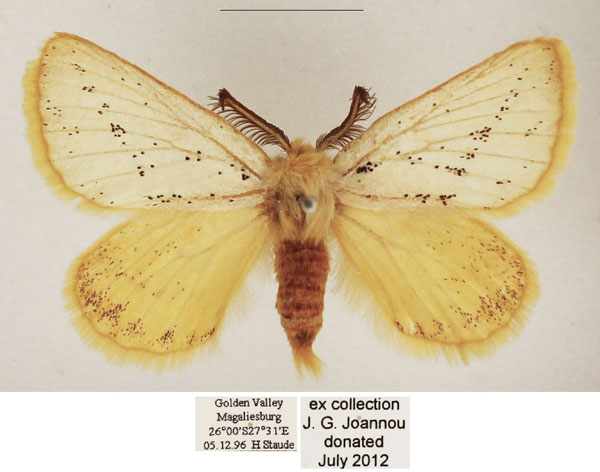 /filer/webapps/moths/media/images/F/flavipennis_Phiala_AM_TMSA_01.jpg
