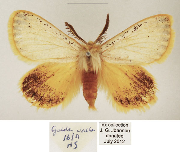 /filer/webapps/moths/media/images/F/flavipennis_Phiala_AM_TMSA_02.jpg