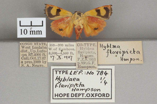 /filer/webapps/moths/media/images/F/flavipicta_Hyblaea_PTM_OUMNHb_01.jpg