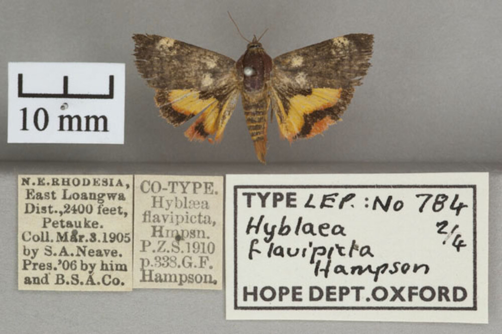 /filer/webapps/moths/media/images/F/flavipicta_Hyblaea_PT_OUMNHa_02.jpg