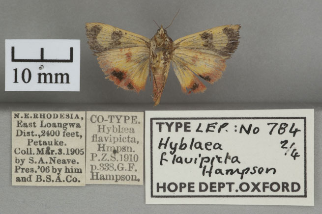 /filer/webapps/moths/media/images/F/flavipicta_Hyblaea_PT_OUMNHb_02.jpg