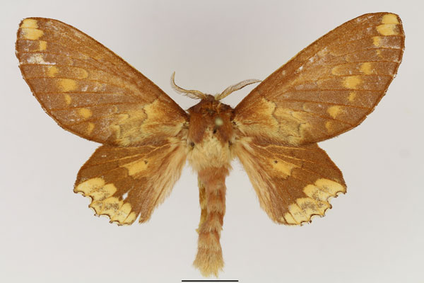 /filer/webapps/moths/media/images/F/flavipicta_Morongea_AF_Basquin.jpg
