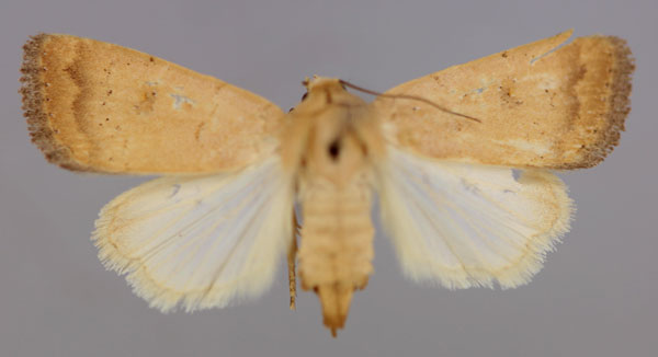 /filer/webapps/moths/media/images/F/flavipuncta_Athetis_A_RMCA_01.jpg