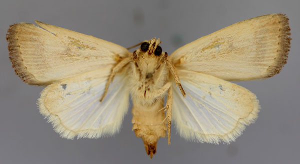 /filer/webapps/moths/media/images/F/flavipuncta_Athetis_A_RMCA_02.jpg