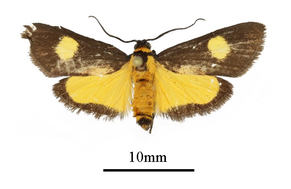 /filer/webapps/moths/media/images/F/flavipuncta_Lophocera_AM_a.JPG