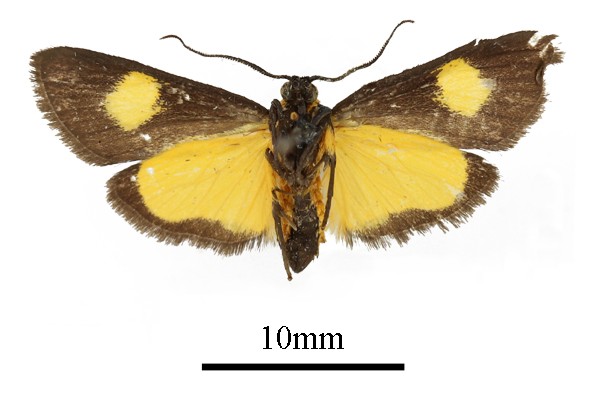 /filer/webapps/moths/media/images/F/flavipuncta_Lophocera_AM_b.JPG