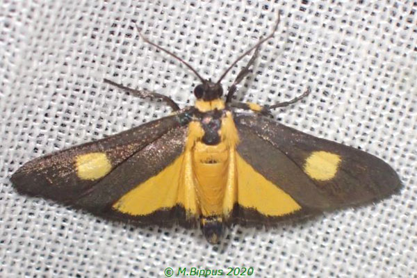 /filer/webapps/moths/media/images/F/flavipuncta_Lophocera_A_Bippus.jpg