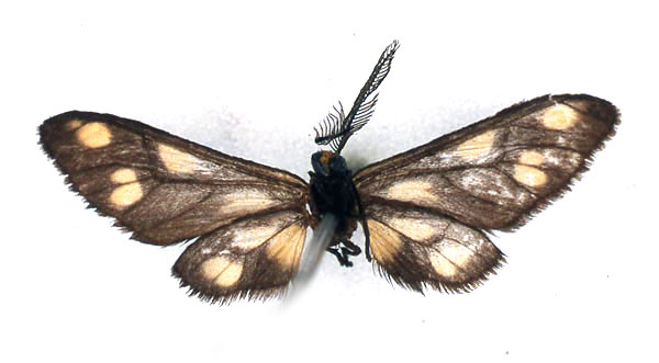 /filer/webapps/moths/media/images/F/flavipunctata_Thyretes_HT_BMNH_02_N7PGkhf.jpg