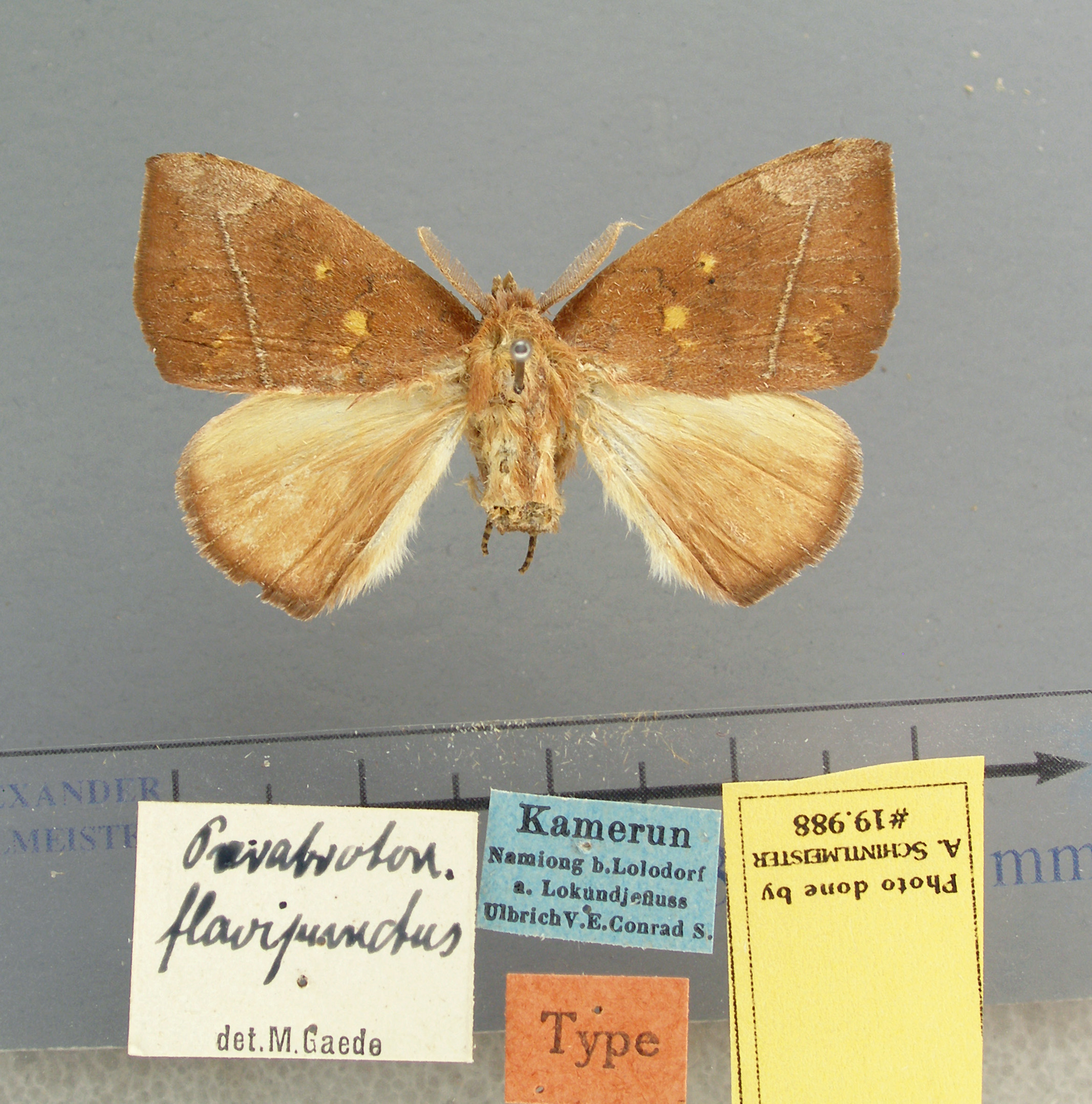 /filer/webapps/moths/media/images/F/flavipunctatus-Paratrotonotus-19988-HT-Cameroon.jpg