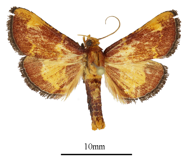 /filer/webapps/moths/media/images/F/flavirubralis_Zitha_AM_ANHRTa.JPG