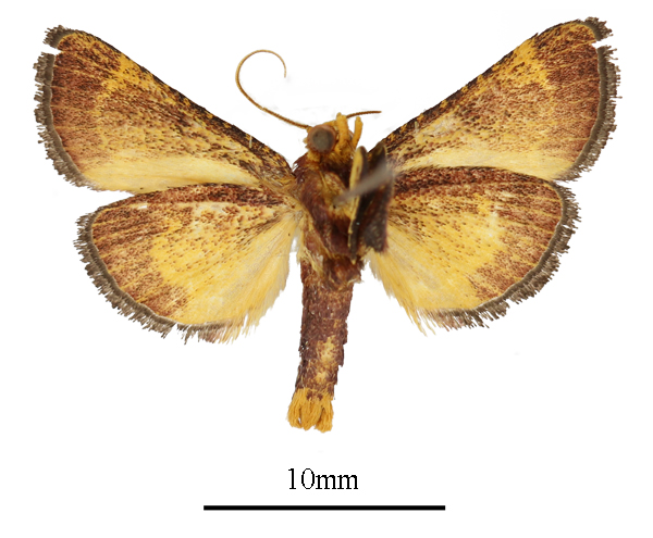 /filer/webapps/moths/media/images/F/flavirubralis_Zitha_AM_ANHRTb.JPG