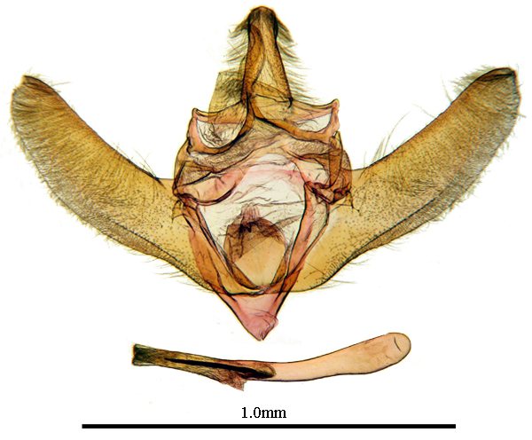 /filer/webapps/moths/media/images/F/flavirubralis_Zitha_GM_ANHRTa.JPG