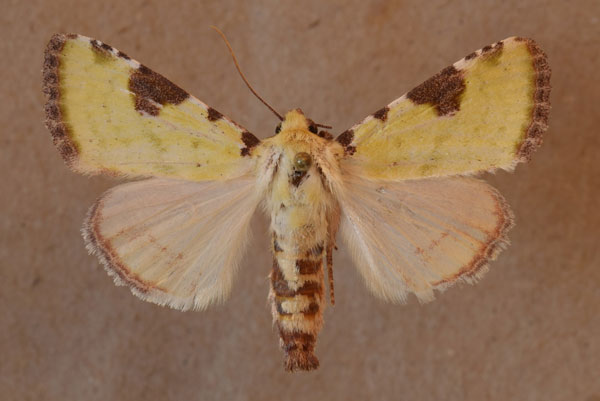 /filer/webapps/moths/media/images/F/flavirufa_Calamia_A_Butler.jpg