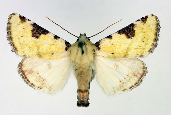 /filer/webapps/moths/media/images/F/flavirufa_Heliothis_AM_Aulombard.jpg