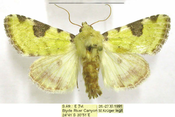 /filer/webapps/moths/media/images/F/flavirufa_Heliothis_AM_TMSA.jpg