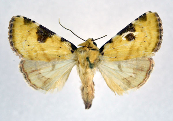 /filer/webapps/moths/media/images/F/flavirufa_Heliothis_A_NHMO.jpg