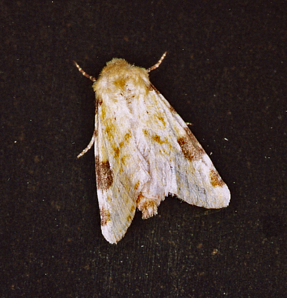 /filer/webapps/moths/media/images/F/flavirufa_Heliothis_A_Roland_01.jpg