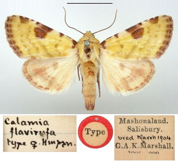 /filer/webapps/moths/media/images/F/flavirufa_Heliothis_HT_BMNH.jpg