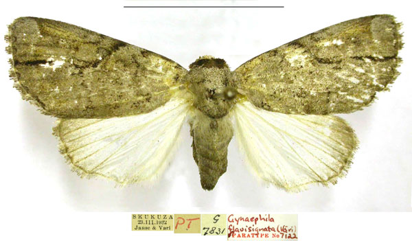 /filer/webapps/moths/media/images/F/flavisignata_Naarda_PTM_TMSA.jpg