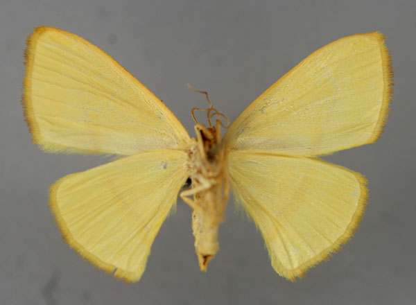 /filer/webapps/moths/media/images/F/flavissima_Scopula_A_ZSM_02.jpg