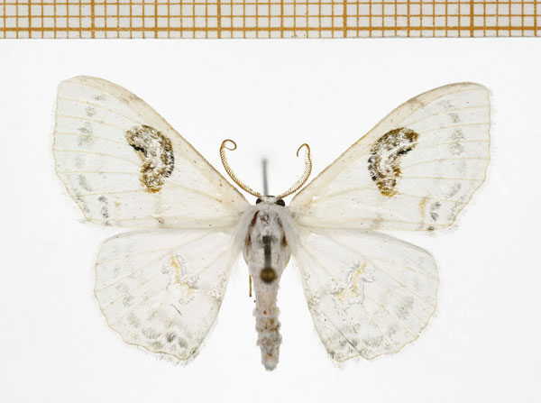 /filer/webapps/moths/media/images/F/flavistigma_Problepsis_AM_DePrins.jpg