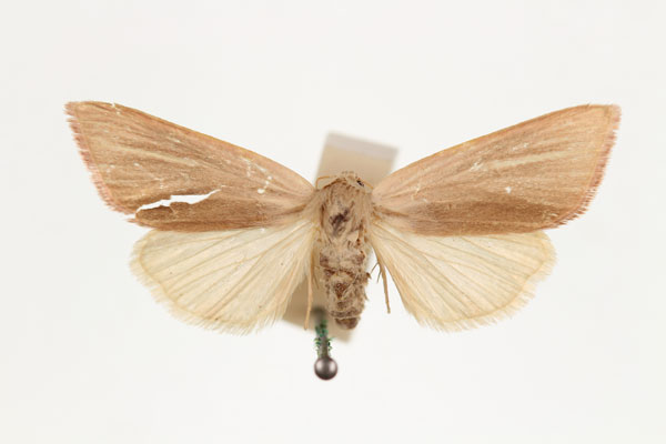 /filer/webapps/moths/media/images/F/flavistrigata_Masalia_AF_RMCA.jpg