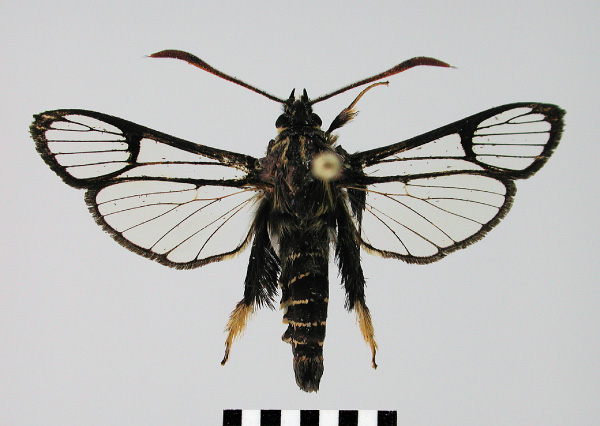 /filer/webapps/moths/media/images/F/flavitarsa_Melittosesia_HT_SMNS.jpg