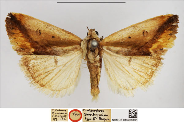 /filer/webapps/moths/media/images/F/flavitermina_Tarache_HT_NHMUK.jpg