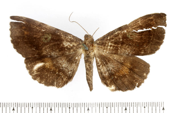 /filer/webapps/moths/media/images/F/flavithorax_Macella_AF_BMNH.jpg