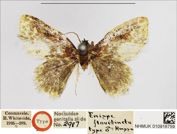 /filer/webapps/moths/media/images/F/flavitincta_Enispa_HT_NHMUK.jpg