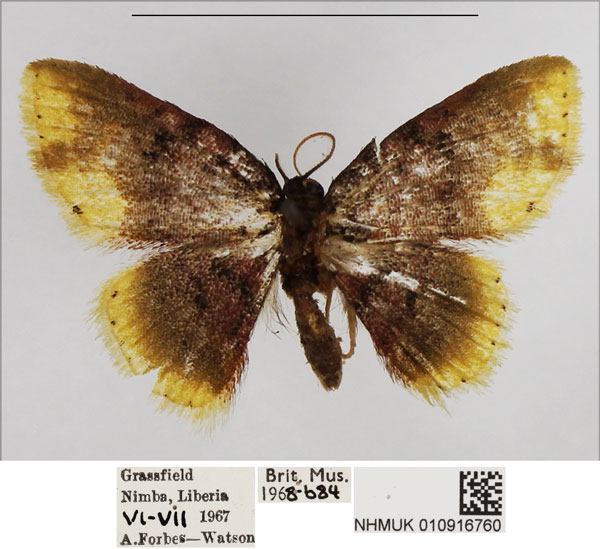 /filer/webapps/moths/media/images/F/flavitincta_Syngatha_AM_NHMUK.jpg