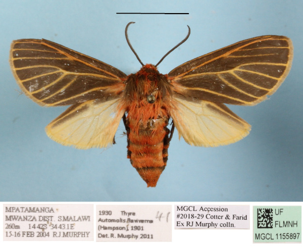 /filer/webapps/moths/media/images/F/flavivena_Metarctia_AF_MGCLa_01.JPG