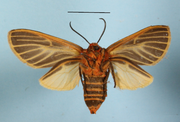 /filer/webapps/moths/media/images/F/flavivena_Metarctia_AF_MGCLb_01.JPG