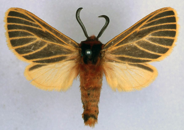 /filer/webapps/moths/media/images/F/flavivena_Metarctia_ST_BMNH_01.jpg